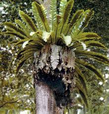 Nama saintifik adiantum latifolium menpunyai 250 spesis yang tumbuh ini adalah salah 1 pokok yang digunakan untuk diletakkan dalam tank ikan laga liar. Pokok Daun Semun Wikipedia Bahasa Melayu Ensiklopedia Bebas