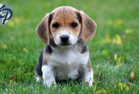 2 beagle puppies needing a loving home. Jack A Bee Puppies For Sale Puppy Adoption Keystone Puppies