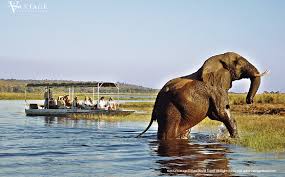 Elephant Safari Vacation Botswana Safari Safari Holidays African Travel