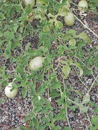 Image result for Cucumis anguria