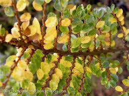 Image result for Ulmus parvifolia