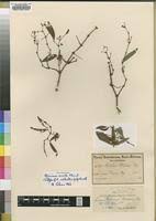 Image result for Rhoicissus revoilii