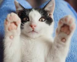 After graduating college i knew my heart was here at we lov pets. We Lov Pets Your Local Pet Knowledge Store