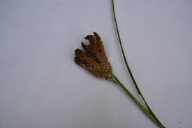 Image result for Eleusine coracana