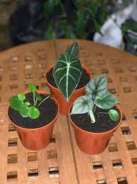 The alocasia 'black velvet' craves warmth, especially in the summer months. My Online Baby Haul Alocasia Black Velvet Alocasia Silver Dragon Pilea Peperomioides Houseplants