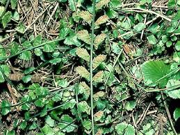Image result for Asplenium cancellatum