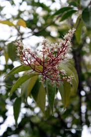 Image result for Ligustrum lucidum