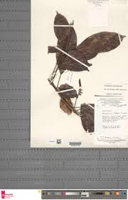 Image result for Thomandersiaceae