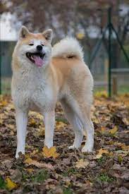 Nina si trova a milano vieni a conoscerla! Akita Inu Cani Lombardia Annunci Animali Trovacuccioli Com Gratis Cani Gatti