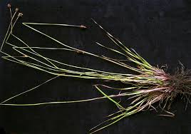 Image result for Xyris schliebenii