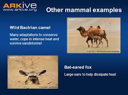 There are two features of desert cactus roots. Adaptations To Arid Habitats Ppt Video Online Download