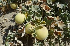 Image result for Cucumis quintanilhae