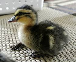 What Do You Feed Baby Ducks For Proper Growth Backyard