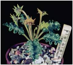 Image result for Cyphostemma obovato-oblongum