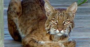 A Bobcat Rests In The Shade At The Washita National Wildlife Refuge In Central Oklahoma National Wildlife Refuge Travel And Tourism Wildlife