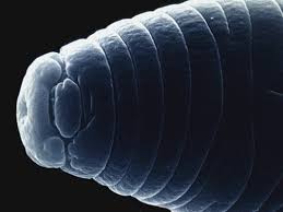 Image result for Cordylostigma microcalum