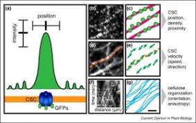 We did not find results for: Plantae Editorial Counting What Counts Quantitative Approaches In Plant Cell Biology Copb Plantae