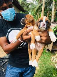 Pinki & sashabest dog price sri lankan dogs price 2021 dogs price Boxer Lovers Sri Lanka Posts Facebook