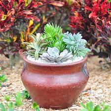 Cuidados y mantenimiento de los cactus y suculentas. 12 Consejos Utiles A La Hora De Cultivar Cactus Y Suculentas Costa Farms