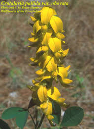 Image result for Crotalaria polysperma