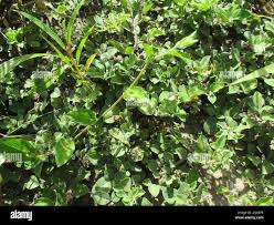 Image result for Indigofera flavicans