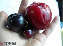 These types of plums have firm flesh and are often eaten fresh. Mudflower Hybrid Fruit Real And Imaginary