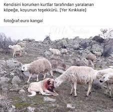 Zeynep Adli Kullanicinin Biliyor Muydunuz Panosundaki Pin Hayvanlar Komik Capsler Ve Komik