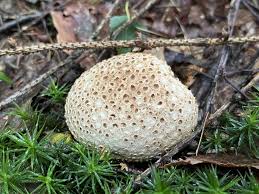 Image result for Sclerochiton kirkii