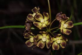 Image result for Glossostelma