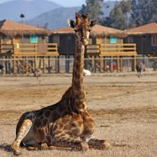 10 cabañas equipadas a nivel suelo&nbsp; Cabanas Parque Safari Cabanaschile