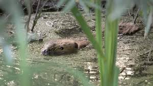 Nicole dobrikov leaks xxx easy arrangement via the website