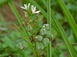 Image result for Ornithogalum seineri
