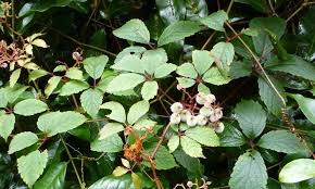 Image result for Cyphostemma paucidentatum