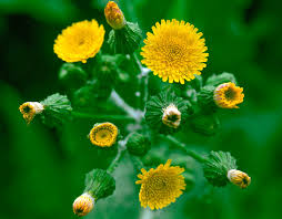 Image result for Corchorus kirkii