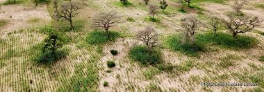 Image result for Faidherbia