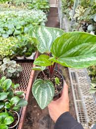 Image result for Peperomia molleri
