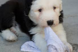 Adopting dogs rather than buying from pet shops will save tens of thousands of dogs from being killed in shelters every year. Old English Puppy 3 Months English Sheepdog Old English Sheepdog Sheepdog