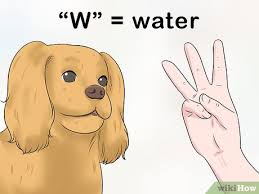 4 Ways To Train A Deaf Dog Wikihow