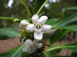 Image result for Myoporum laetum