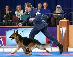 All of our german shepherds are proudly bred in texas for their superior temperament, trainability and physical superiority. Rumor Definitely Has It German Shepherd Takes Home Akc Eukanuba National Championship Best In Show