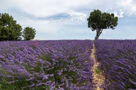 France Une Escapade Coloree Au Cœur De La Provence Stories Of Inspiration