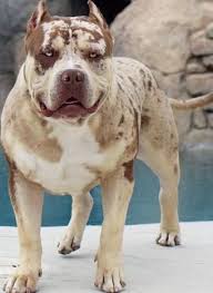 Pitbull Puppies Big Pups Xl Blue In 2020 Pitbull Dog Puppy Pitbull Puppies Scary Dogs