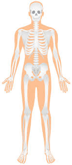 Adults have this many bones and muscles, respectively: Human Skeletal System