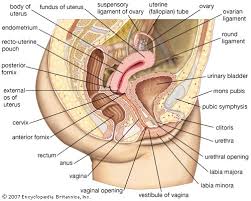 Check spelling or type a new query. Human Reproductive System Students Britannica Kids Homework Help