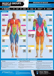 major muscle groups guide weight