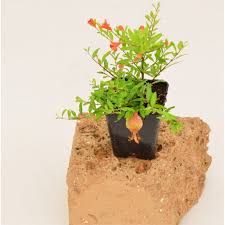 Entra e scopri nomi, informazioni e foto online di piante, con eventi, curiosità e professionisti che si occupano del mondo botanico. Pomegranate Plant For Sale Bush Plants Online Mondo Piante