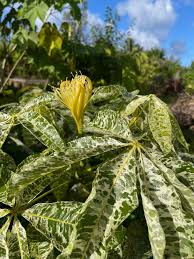 Image result for Pachira glabra