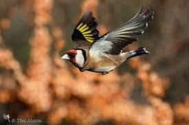 Goldfinch Sakakusu Kus Canary Giresun Doga Mersin Carp Konya Bodrum Mugla Adana Kastamonu Bursa Zonguldak Manisa Izmir Guvercin R Chardonneret