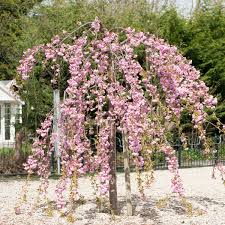 Dwarf flowering cherry tree uk. 5ft Cheals Weeping Cherry Blossom Tree 9l Pot Prunus Kiku Shidare Zakura 49 99