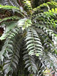 27 gambar daun tembakau kartun kartun daun ramping hijau gambar unduh gratis grafik download rencana. Manfaat Daun Kari Daun Salam Koja Daun Temuru Just Try Taste